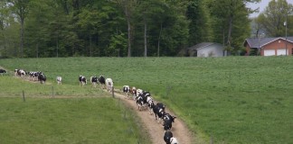 dairy tour