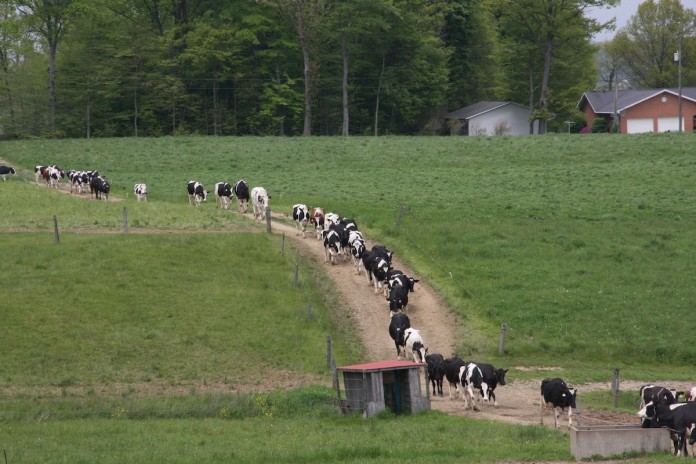 Twilight cows dairy tour