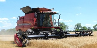 Wheat harvest