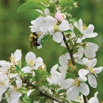 Apple blossoms