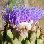 artichoke flower
