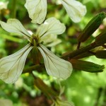 Arugula flower