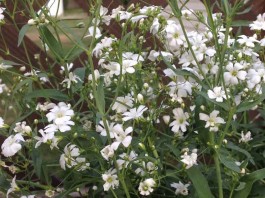 baby's breath