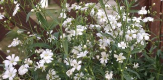 baby's breath