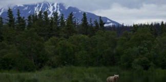 Bear at Katmai National Park, Alaska