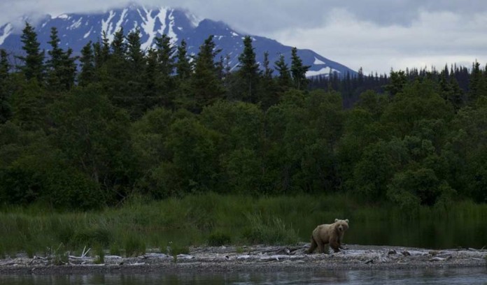 bear-at-Katmai-National-Park Bear at Katmai National Park, Alaska