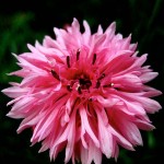 bee balm