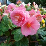 Begonia (hybrid)