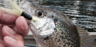 blue gill