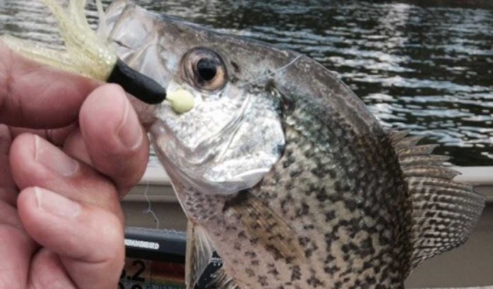 blue gill blue gill