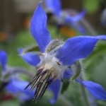 Borage