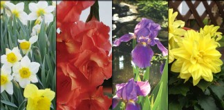 daffodils, gladiolus, irises, dahlias