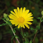 calendula