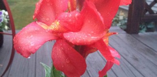 canna lily