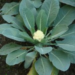 Cauliflower leaves