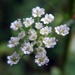 chervil
