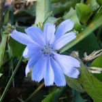 Chicory