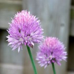 chives