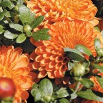 Chrysanthemums