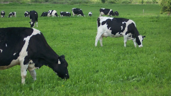 grazing dairy cattle grazing dairy cattle