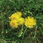 dandelions