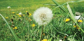 dandelions