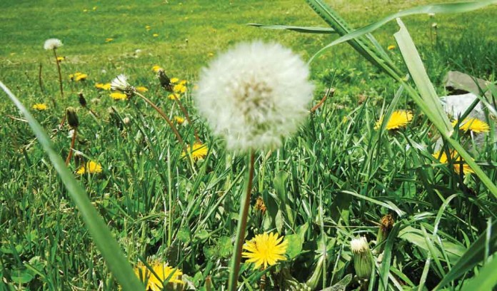 dandelions dandelions