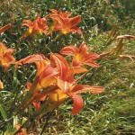 daylilies