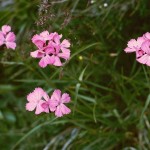 dianthus