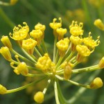 dill