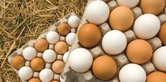 brown and white eggs