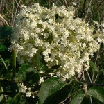 elderberry flowers