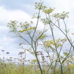 fennel