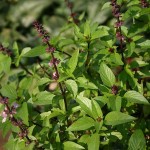 Flowers on Basil
