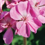 Geranium