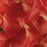 gladiolus