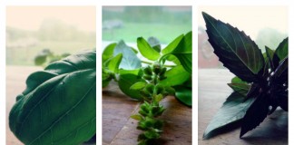 herb collage