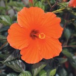 hibiscus
