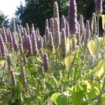 Anise hyssop