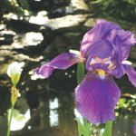 iris