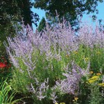 lavender