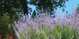 lavender