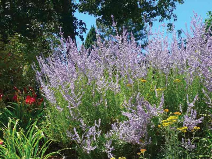 Lavender lavender