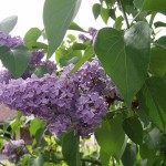lilacs