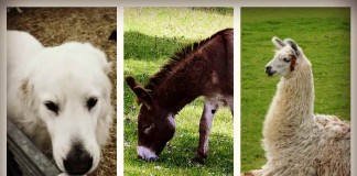 livestock protection animals