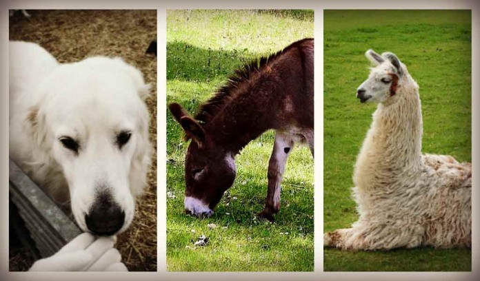 livestock protection animals livestock protection animals