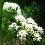 lovage
