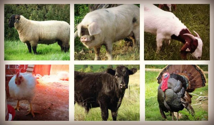 meat animal collage 7-month-old Suffolk Ram Lamb, hog, goat, chicken, beef cattle and turkey