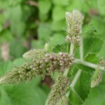 mint flowers
