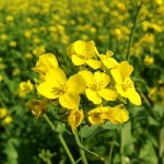 mustard flowers